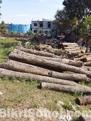 পাকা গাছ মেগুনির